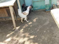 Brahma — foto 2