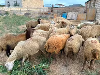 Qoyun, Apsheron sheep — foto 3