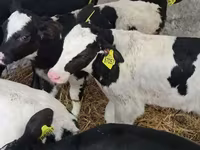 Cattle (batch, sex not specified), Cattle — photo 7