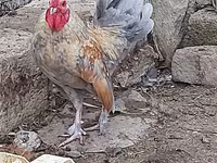 Chickens — photo 3
