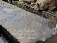İnək, Aubrac cattle — foto 3
