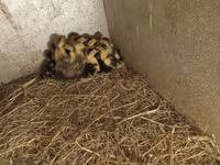 Ducks — 照片 3