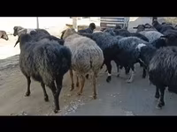 Owce (partia, płeć nieokreślona), Hissar sheep — zdjęcie 5