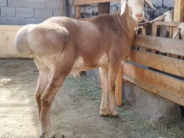 Baran, Arashan sheep
