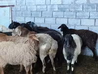 Qoyun, Beulah Speckled face sheep — foto 2
