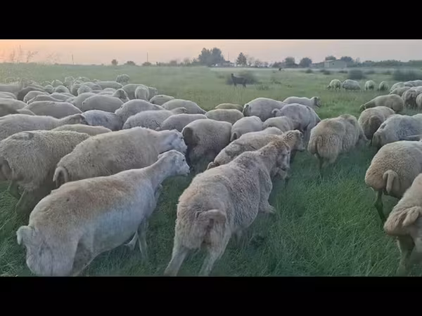 Sheep, Sheep