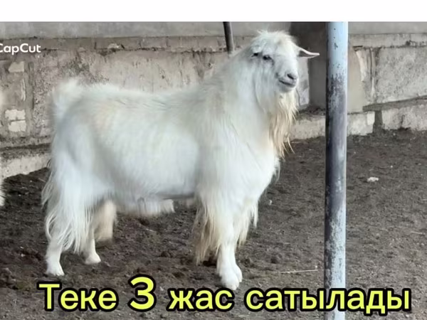 Keçi, Keçilər