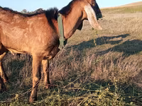 Kozel, Nubian Goat — foto 3