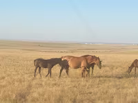 Кобила, Kazakh horse — фото 1