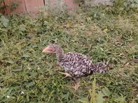 Chickens — photo 4