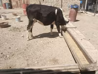 İnək, Russian Black pied cattle — foto 1