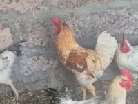 Chickens — photo 1