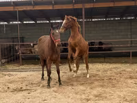 Mare, Anglo-Arabian — photo 4