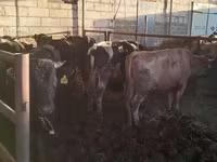 Bulle, Simmental cattle — Foto 1