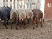 Qoç, Qoyunlar — foto 2