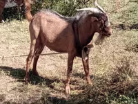 ماعز (دفعة، الجنس غير محدد), Beetal goats — الصورة 3