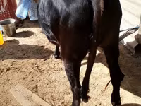 Корова, Велика рогата худоба — фото 2