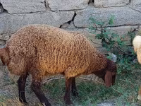 Qoç, Qoyunlar — foto 2
