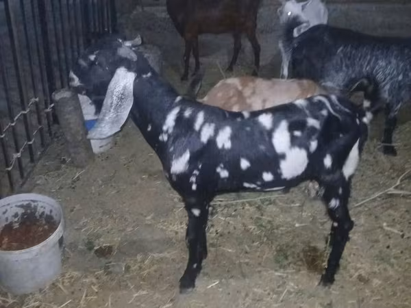 Keçi, Beetal goats