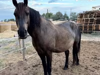 Cavalo, Hucul pony — foto 2
