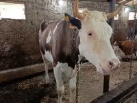 İnək, Simmental cattle — foto 5