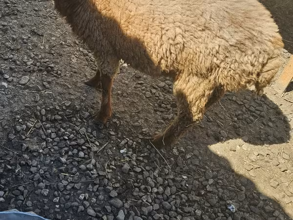 Sheep (batch, sex not specified), Sheep — Azerbaijan