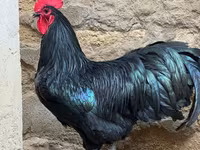 Australorp — photo 1