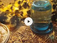 Ducks — foto 1