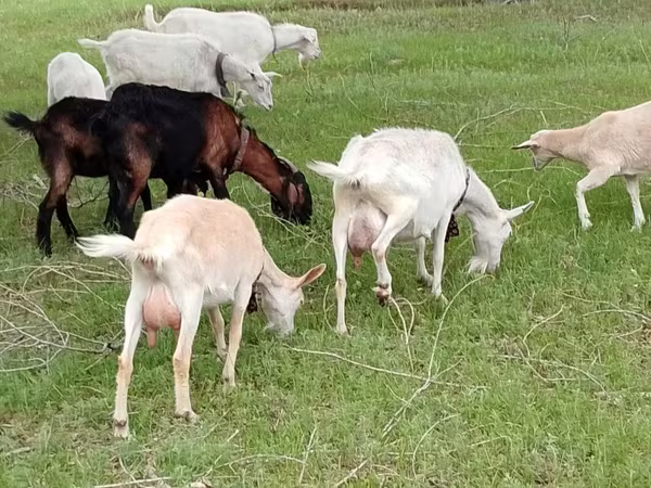 Коза, Saanen goat
