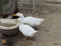 Deutscher Pekin — Foto 3