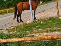 Horse (M), Horses — photo 1