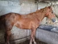Madyan, Swedish warmblood horse — foto 2