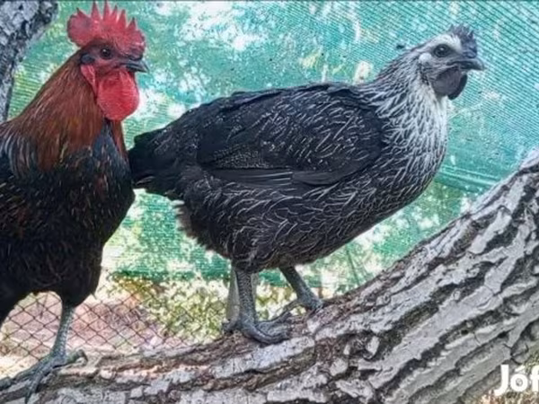 Ayam Cemani