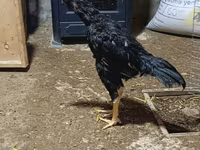 Chickens — foto 2
