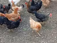 Chickens — photo 4