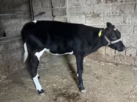 Qoramol (partiya, jinsi ko‘rsatilmagan), Russian Black pied cattle — 2-rasm