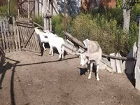 Dişi keçi, LaMancha goats — foto 4