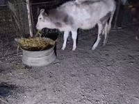 Cow, Cattle — photo 6