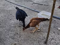 Chickens — photo 4