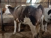 İnək, Simmental cattle — foto 2