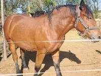 Kobyła, Hungarian horse breed — zdjęcie 1