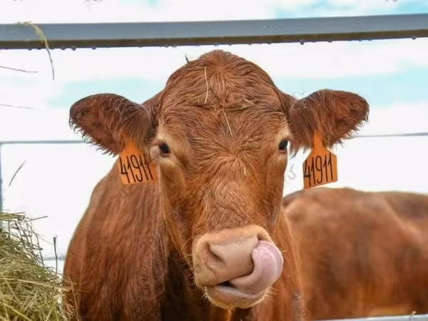 母牛, Holstein breed