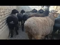 Owca, Hissar sheep — zdjęcie 3