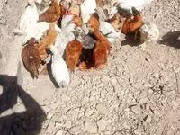Chickens — foto 6