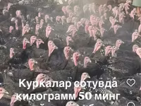 Slovenian Silver Hen — foto 3