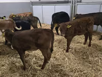 母牛, Simmental cattle — 照片 2