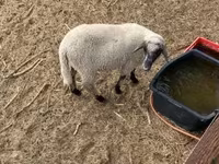 公羊, Tsigai sheep — 照片 5