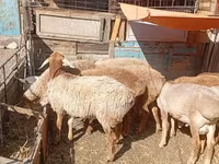 Ram, Rhon sheep — photo 1