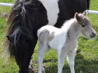 Horse (M), Miniature horse — photo 5