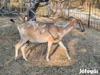 Koza, Nubian Goat — foto 4